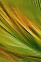 Static and Motion, 2009-10-04-0465