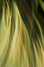 Static and Motion, 2009-10-10-0062