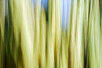 Static and Motion, 2009-10-10-0081