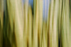 Static and Motion, 2009-10-10-0081
