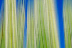 Static and Motion, 2009-10-10-0094