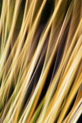 Static and Motion, 2009-10-18-0341