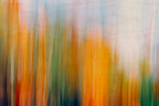 Static and Motion, 2009-10-18-0367