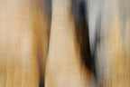 Static and Motion, 2009-10-18-0569