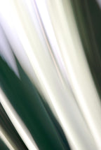 Static and Motion, 2010-02-06-0295