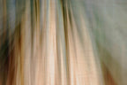 Static and Motion, 2010-02-06-0342