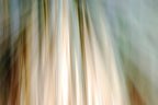 Static and Motion, 2010-02-06-0342