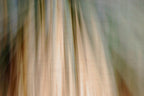 Static and Motion, 2010-02-06-0342