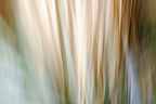 Static and Motion, 2010-02-06-0344