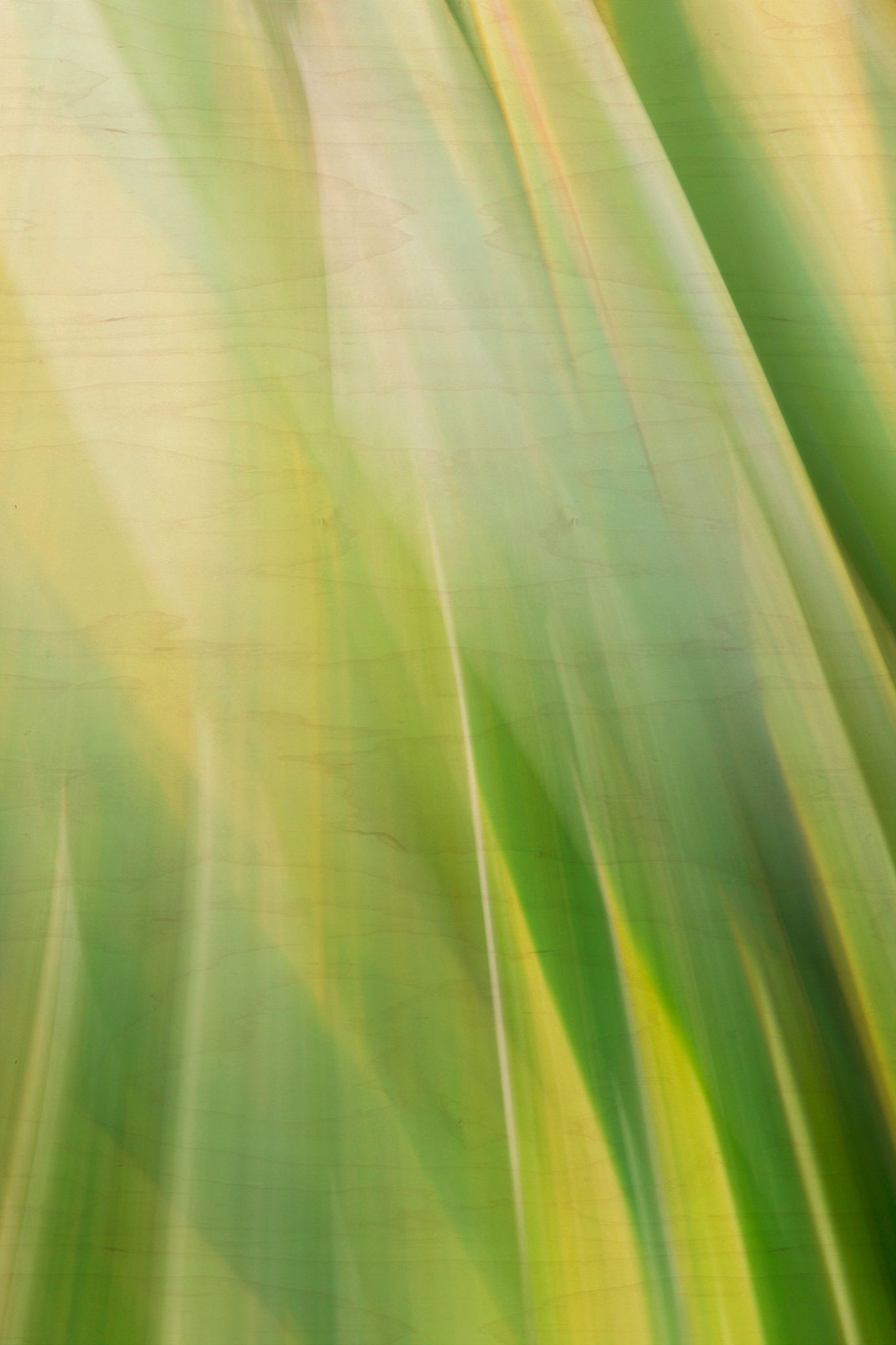 Static and Motion, 2010-02-06-0474