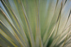 Static and Motion, 2012-06-17-4349